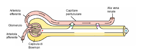 Secrezione tubulare ed escrezione Mentre alcuni materiali sono riassorbiti nel sangue, altri vengono escreti dai capillari peritubulari nel filtrato.