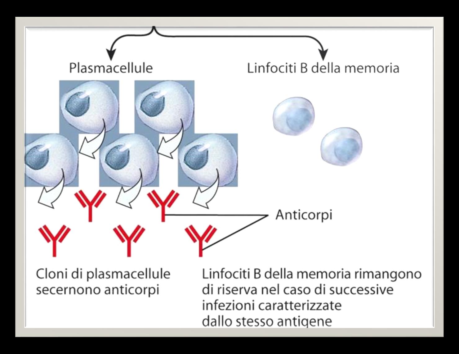 Il processo di clonazione Selezione clonale è la capacità del sistema di difendere l'organismo da moltissimi antigene.
