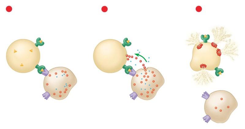 Linfociti T citotossici I linfociti T citotossici sono gli unici che uccidono direttamente le cellule infettate.