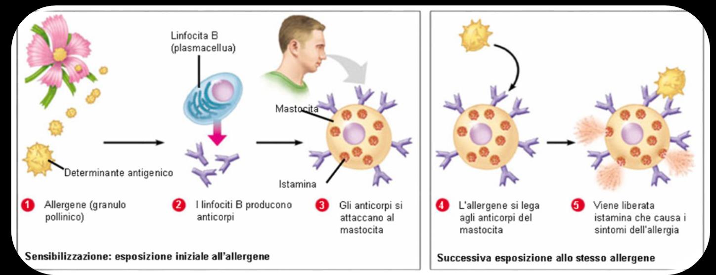 I disturbi del sistema immunitario Nelle malattie autoimmuni, come la sclerosi multipla, il sistema immunitario agisce contro le molecole del proprio organismo; nelle malattie da immunodeficienza,