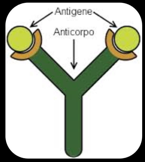 Antigeni e anticorpi L antigene, è definito anche Generatore di anticorpi, è tutto ciò che è estraneo all organismo capace di innescare una