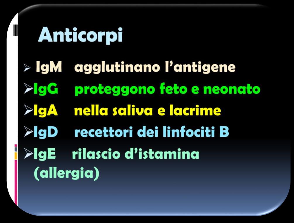 La forma è l immagine plastica della funzione La forma degli anticorpi ricorda quella di una Y costituita da due catene pesanti, e due catene leggere.