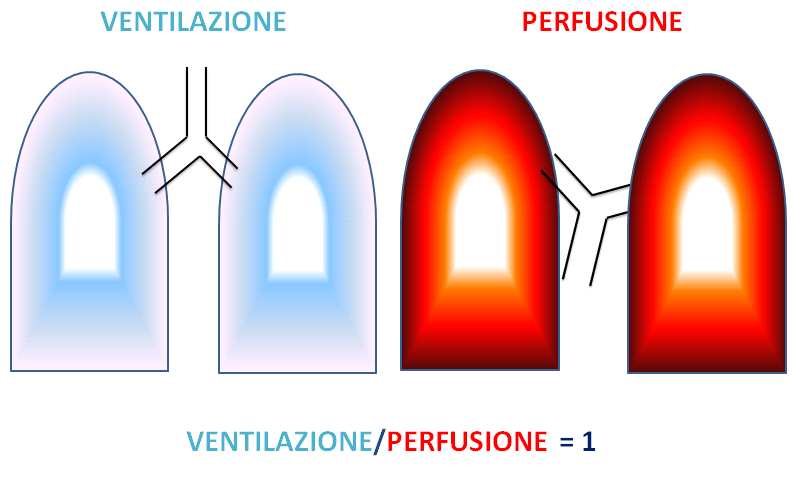 mantenimento di adeguati scambi gassosi. Infatti, normalmente le zone polmonari più ventilate sono anche quelle meglio perfuse (es.