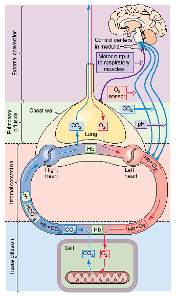 Ruolo del polmone nel bilancio acido-base: eliminazione acidi volatili (CO2) attraverso la ventilazione alveolare In condizioni normali la quantità di CO2 eliminata con la
