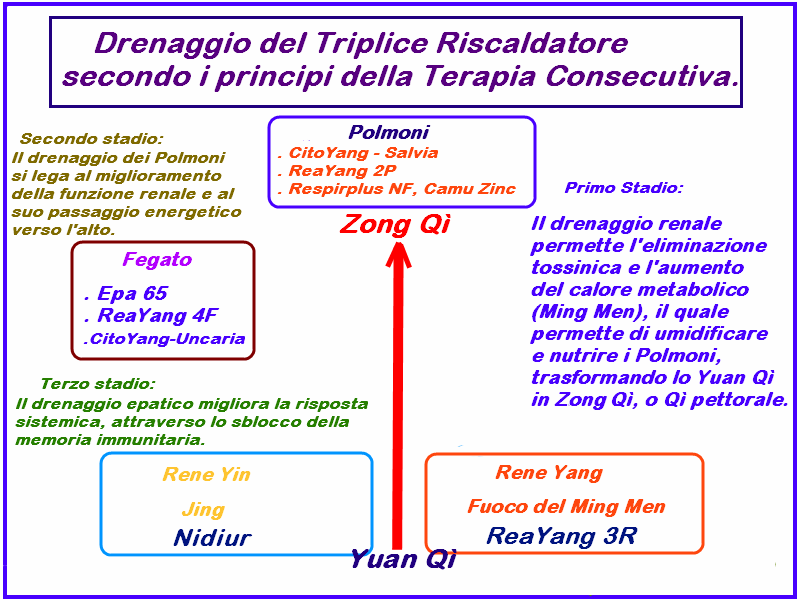 L intermediazione del Triplice Riscaldatore permette poi la diffusione generale dello Yuan Qì nella Cavità pelvica, addominale e toracica.