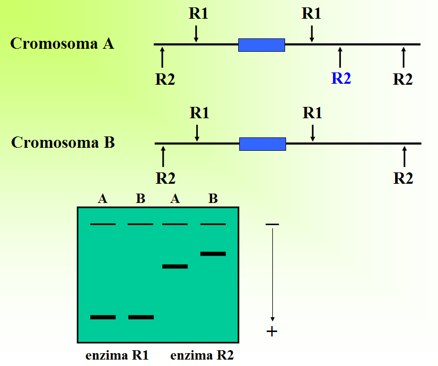 2. L intero DNA estratto viene digerito con un enzima (endonucleasi) di restrizione, il cui effetto è quello di creare un numero variabile (ma molto elevato) di frammenti di DNA di varie dimensioni.