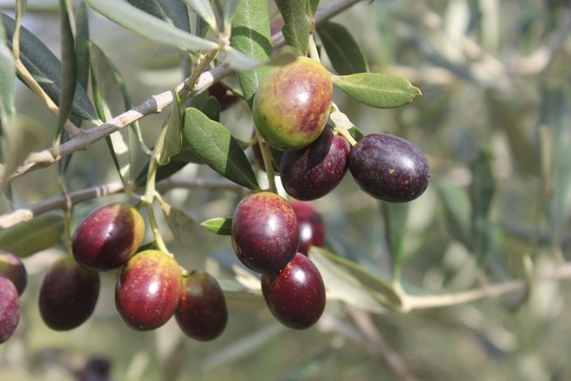 L'eleganza della semplicità Abbiamo prodotti di qualità. garantiti, controllati e rigorosamente Made in Italy.