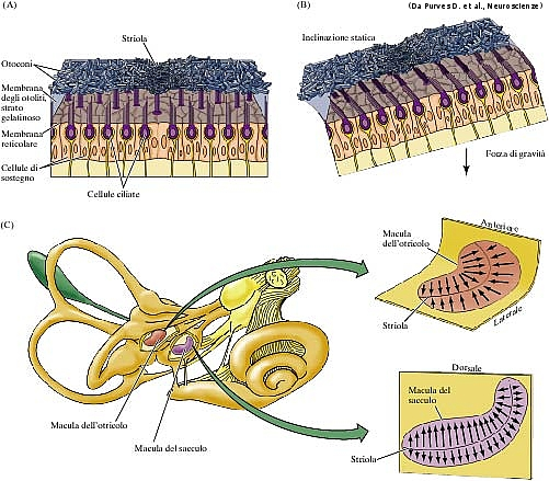UTRICOLO e SACCULO In queste due strutture sono presenti particolari corpi (gli otoliti) che appesantiscono la membrana otolitica la quale a sua volta è posta sulla massa gelatinosa che contiene