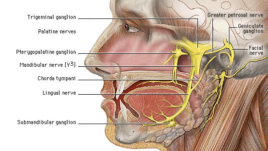 Funzione gustativa 2/3 anteriori lingua: chorda tympani (ramo del nervo faciale VII) Altre funzioni