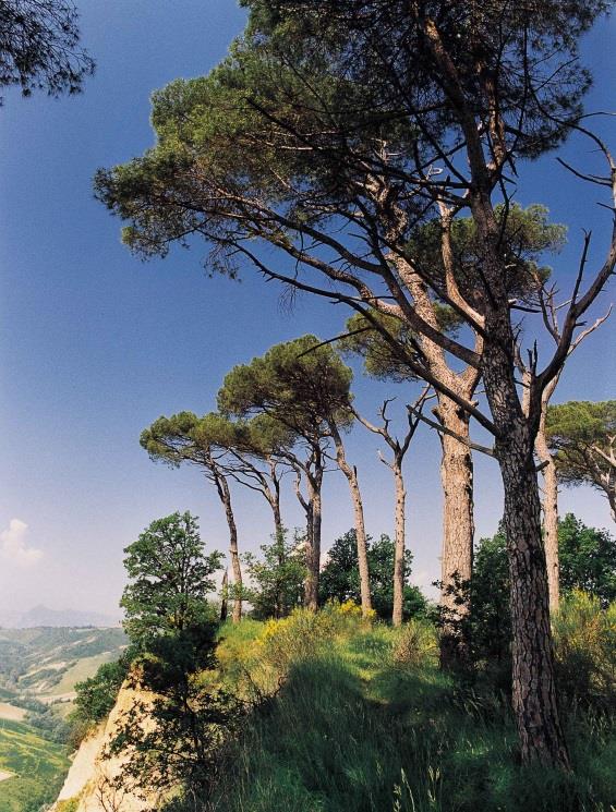 F. PREGIO PAESAGGISTICO Considera l'albero come possibile elemento distintivo, punto di riferimento, motivo di toponomastica ed elemento di continuità storica di un luogo.