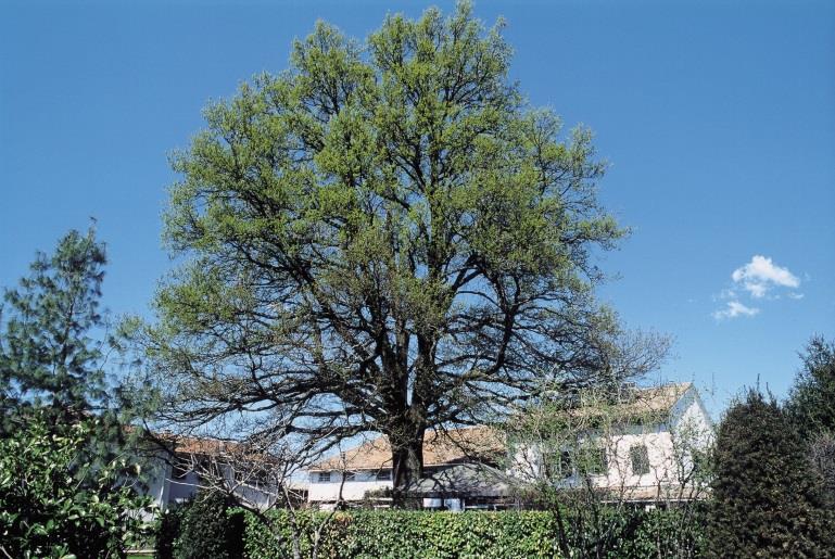 PUBBLICAZIONE DEGLI ELENCHI I Comuni affiggono all albo pretorio l elenco degli alberi monumentali d Italia, redatto e validato dal Corpo
