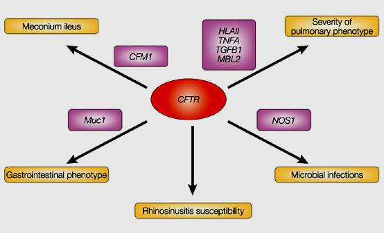 Espressività variabile geni modificatori delle mutazioni del gene CFTR (questi geni possono aggravare o ridurre