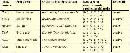 3. I polimorfismi di restrizione (RFLP) e il loro utilizzo nella diagnostica delle malattie genetiche 3.