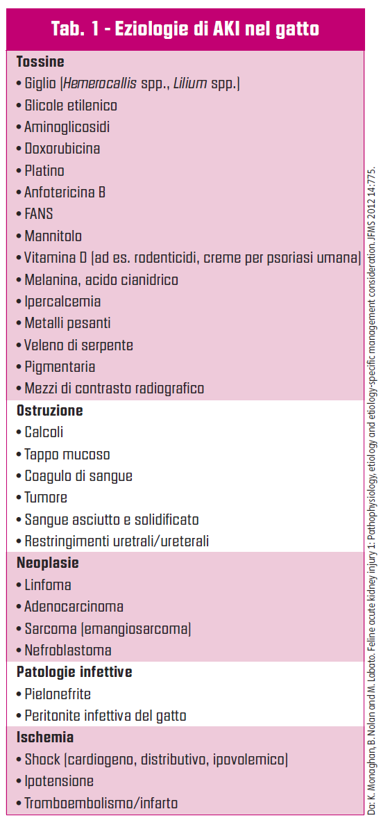 AKI nel gatto: dialisi sì o dialisi no?