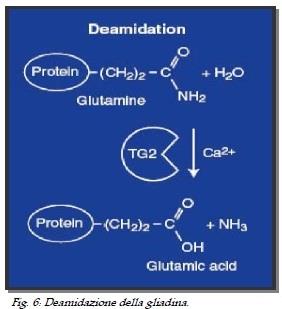 Ruolo della transglutaminasi Formazione di un legame isopeptidico tra un residuo di glutammina e un ammina