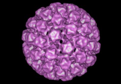 Harald zur Hausen o o o Il carcinoma della cervice uterina è attribuibile ad infezione da papilloma virus umano (HPV) praticamente nella totalità dei casi L infezione da HPV è frequente e nei paesi