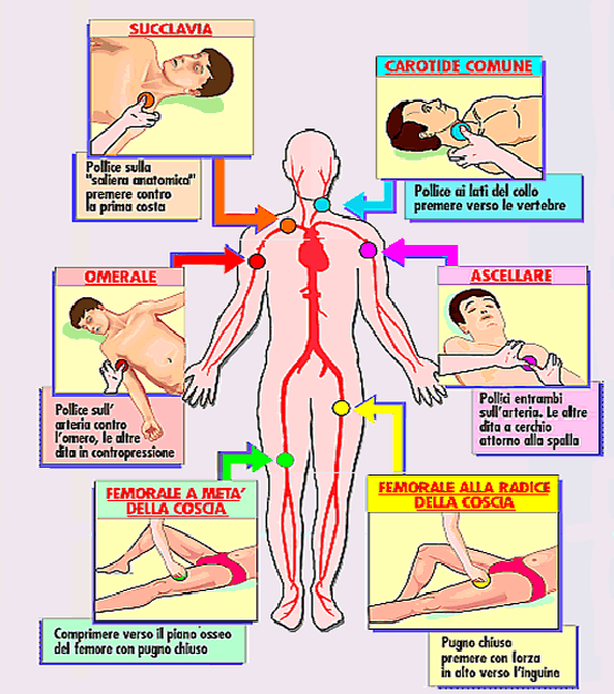 Zone da comprimere nelle diverse parti del corpo Le emorragie massive, soprattutto se sono coinvolte sia arterie che vene, richiedono un trattamento urgente di