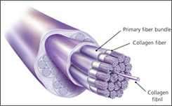 ANATOMIA 1-3mm Tenociti: Collagene (resistenza) Matrice extracellulare proteoglicani