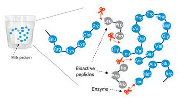 Peptidi derivanti da enzimi legati alle CS opioidi immunomodulanti antimicrobici Possibile produzione di