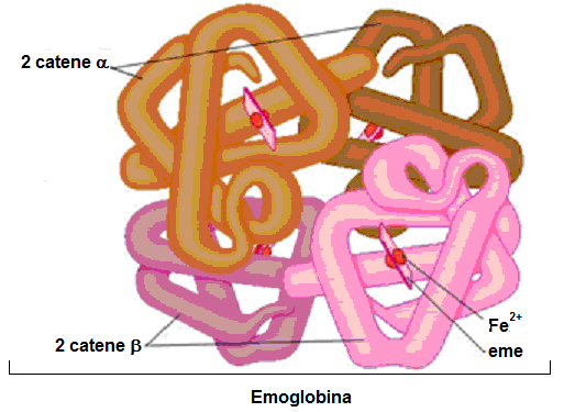 1 catena polipeptidica avvolta a spirale - a elica, costituita da una catena polipeptidica a forma di spirale (proteine elastiche come la cheratina e la miosina) - a foglietto ripiegato, costituita