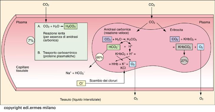 Trasporto dell O 2 nel sangue legato all emoglobina Hb 4O Hb O 4 2 4 8 La reazione di ossigenazione con formazione di