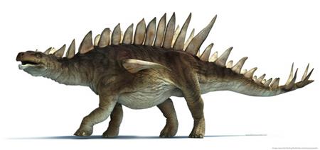 Cina (Provincia di Sichuan, Cina). 165 MA circa. Dimensioni: 7 metri di lunghezza Peso: da 5 a 6 tonnellate HUAIANGOSAURO Lo Huayangosaurus é tra gli stegosauri primitivi più conosciuti.