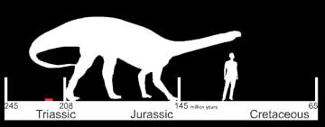 Nonostante sia uno tra i primi dinosauri rinvenuti, il Plateosauro é stato riconosciuto come tale solo diversi anni più tardi.