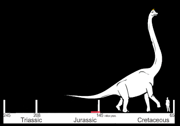 Brachiosauridi Il suo nome significa rettile con le braccia e fa riferimento agli arti anteriori, considerevolmente più lunghi di quelli posteriori.