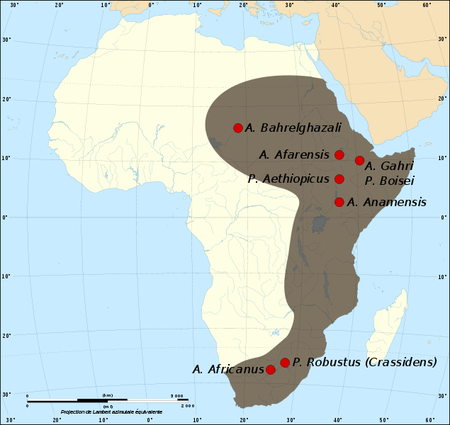 Caratteristiche dell Australopithecus africanus e robustus in base alle prove fossili.
