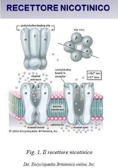 2 SUBUNITA : Subunità α