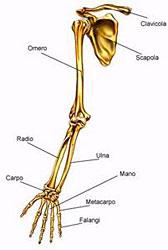 La colonna vertebrale ha 33 piccole e tonde ossa, dette vertebre, uno sopra l altro,separate da un disco. E molto lunga e si attacca al collo e finisce col coccige.