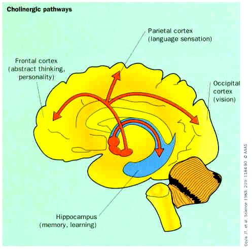 Vie colinergiche e funzioni dei circuiti colinergici Corteccia frontale: pensiero astratto, personalità