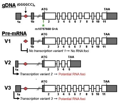 isoforma a (481 aa) isoforma b (222 aa) isoforma a (481 aa) Repeat-Primed PCR Renton et al.