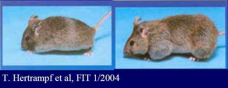 Esperimenti su topi Topi privati del gene della