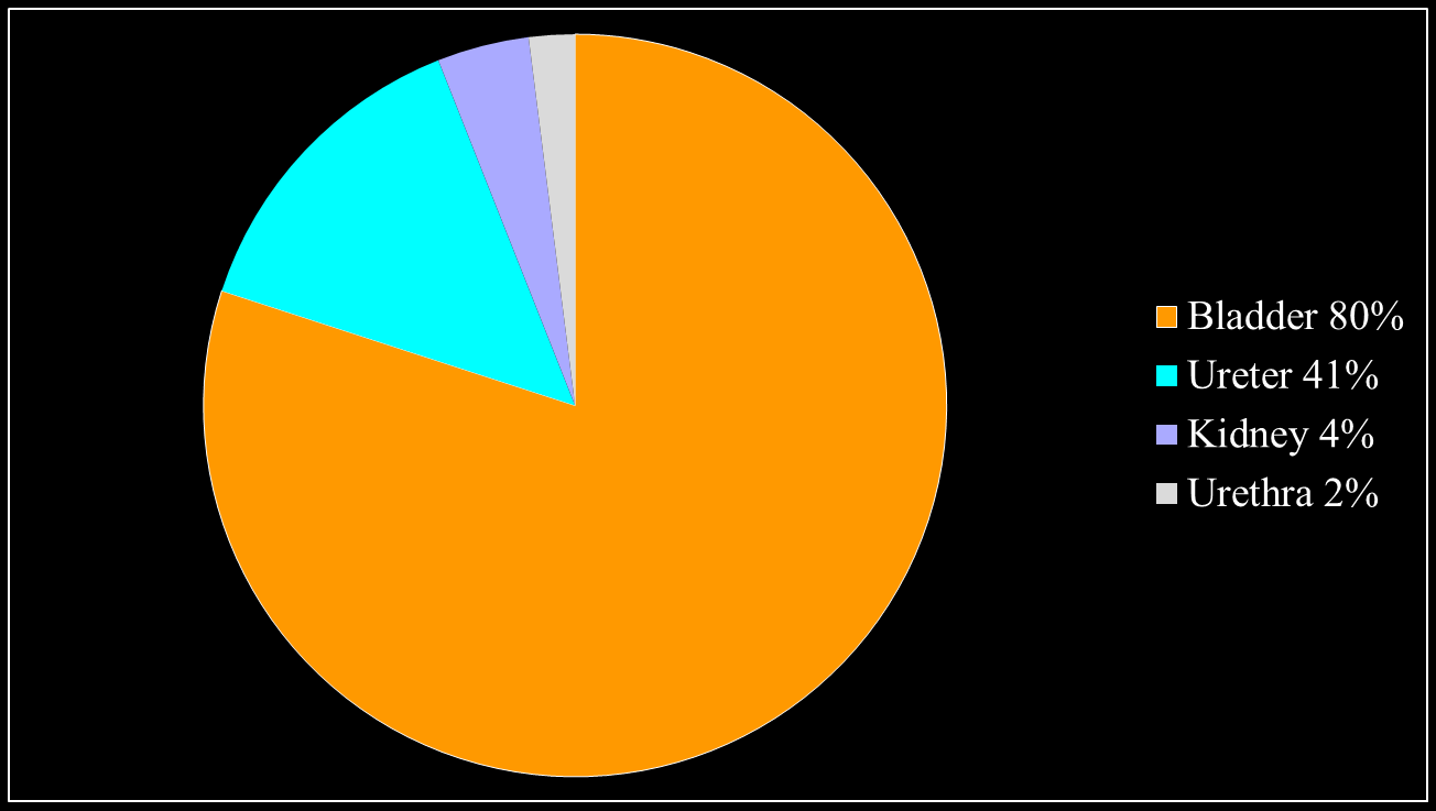 ENDOMETRIOSI EPIDEMIOLOGIA- Comiter CV, Urol Clin North Am 2002 Yohannes P, J Urol 2003 Mounsey AL et al, Am Fam Physician 2006 Mahutte NG et al,