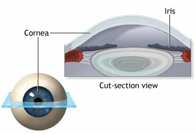 Umor acqueo È un liquido che riempie completamente la camera anteriore del bulbo oculare ed ha anche la funzione di mantenere costante la curvatura della cornea.