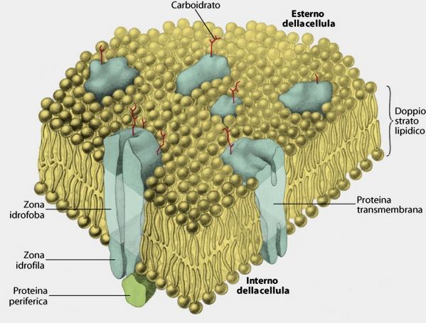 Molti carboidrati di membrana sono presenti