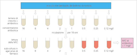 Microdiluizione in brodo Esecuzione e lettura risultati L antibiotico (a concentrazioni scalari 2-fold) viene solubilizzato in brodo di