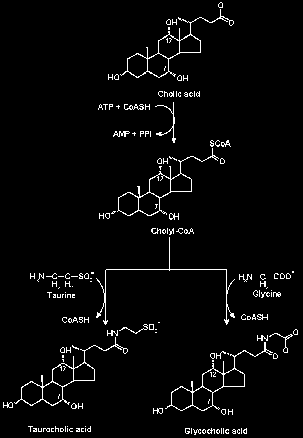 BIOSINTESI DI SALI BILIARI I sali biliari sono le