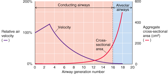 Velocità e CSA Nelle vie aeree della zona alveolare o respiratoria si ha solo diffusione Nella zona di