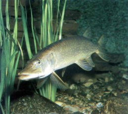 Fauna del fiume in pianura A mano a mano che si scende verso la valle la velocità della acque diminuisce e troviamo una flora sempre più simile a quella di uno stagno: tinca, carpa, cavedano, luccio,