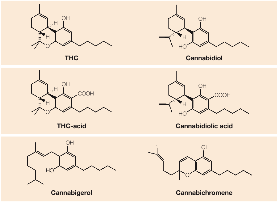 PRINCIPALI PRINCIPI ATTIVI della CANNABIS tetraidrocannabinolo (THC, 9-THC) cannabidiolo (CBD) tetraidrocannabivarina (THCV) cannabinolo (CBN) cannabicromene (CBC) cannabiciclolo (CBL) cannabielsoino