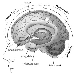 DISTRIBUZIONE TISSUTALE DEI RECETTORI ENDOCANNABINOIDI CB 1 : sistema nervoso centrale (gangli della base, cervelletto, ippocampo, corteccia cerebrale, ipotalamo, amigdala, corda spinale, nucleo del