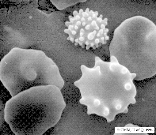 CB 2 : cellule del sistema immunitario (linfociti B, cellule natural killer monociti, neutrofili) milza Ruolo fisiologico Inibiscono: proliferazione