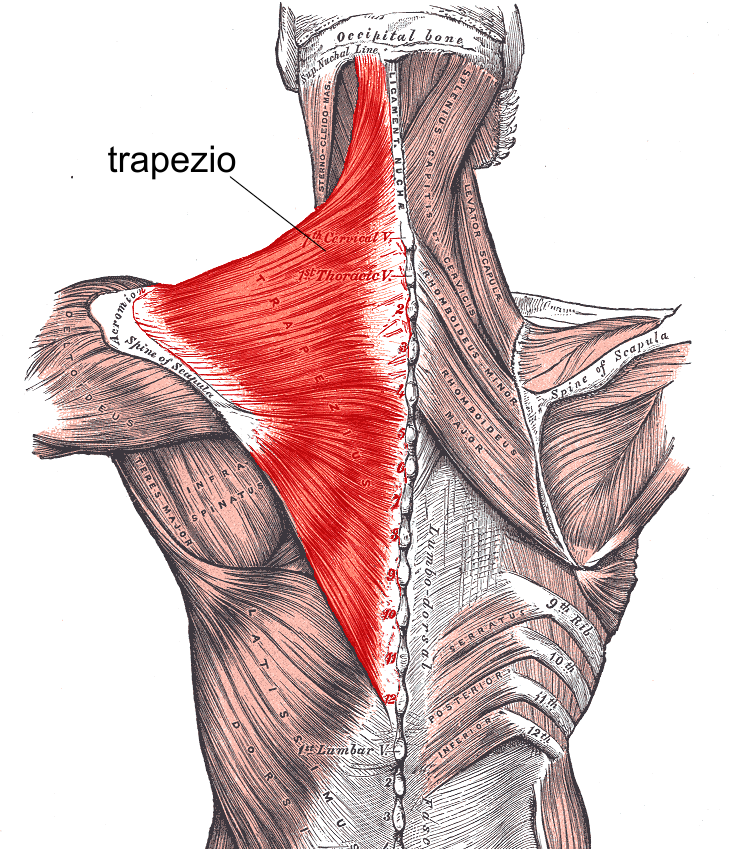 3). MUSCOLI DEL TRONCO I muscoli del tronco possono essere suddivisi in: A). MUSCOLI DEL DORSO; B). MUSCOLI DEL TORACE; C). MUSCOLI DELL ADDOME. A). MUSCOLI DEL DORSO I muscoli dorsali hanno struttura laminare e sono molto estesi.