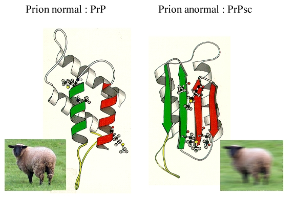 La PrP c (Prion Protein Cellular) è una proteina solubile le cui funzioni non sono ancora ben note ma importante nella trasmissione dei segnali nervosi.