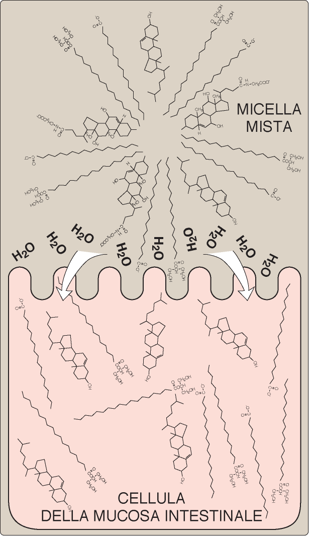 L assorbimento dei lipidi contenuti in una micella mista da parte di una cellula della mucosa intestinale Assemblaggio e secrezione dei CHILOMICRONI da parte delle cellule della mucosa intestinale