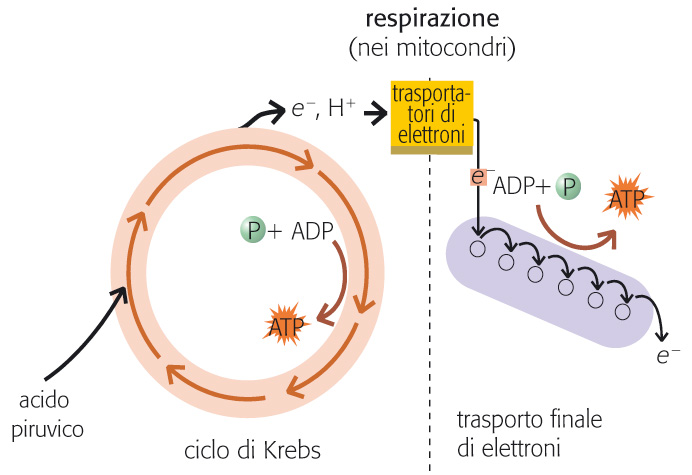 Respirazione aerobica In presenza di ossigeno, l acido piruvico può essere ulteriormente ossidato Nei mitocondri si verifica il processo di respirazione