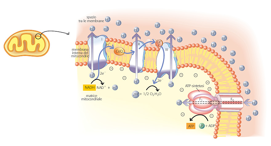 Gradiente elettrochimico Il flusso di elettroni lungo la catena di trasporto è accompagnato da una migrazione di protoni attraverso la membrana mitocondriale interna