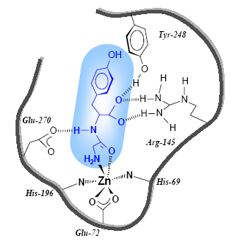 Il residuo Gly si lega a Zn 2+ in forma bidentata, dopo lo spostamento del legante H 2 O.